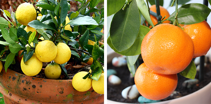 How To Grow Citrus In Pots
