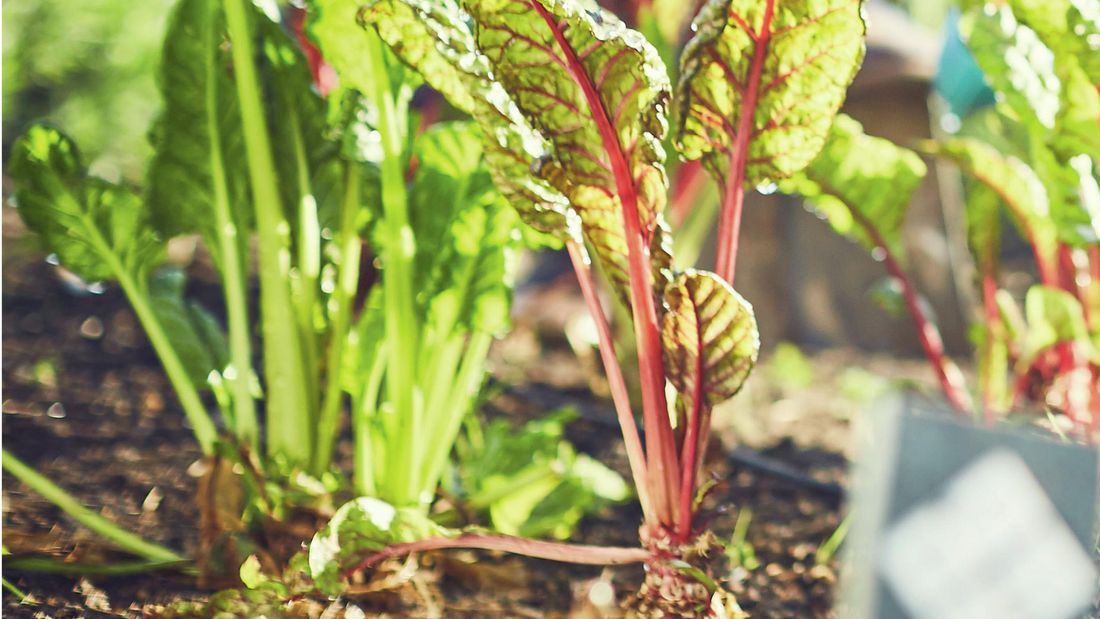 Prepare your vegie patch for a productive spring