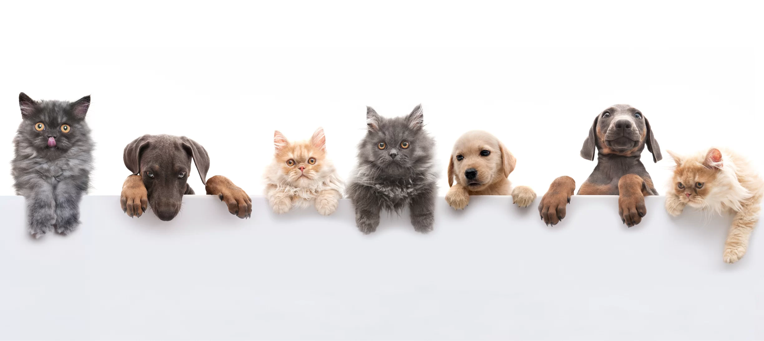 Pets and Apartments: How to Make it Work