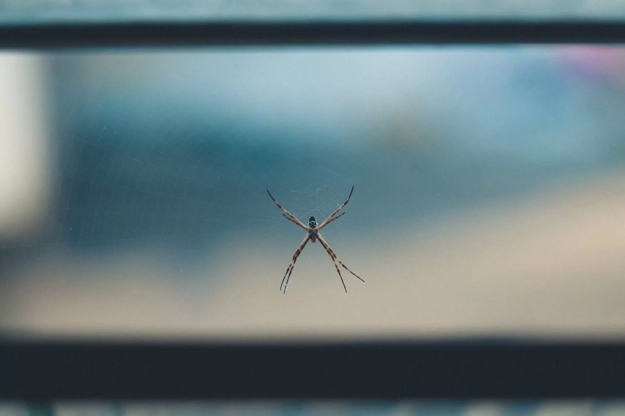 Dealing with Pesky Critters