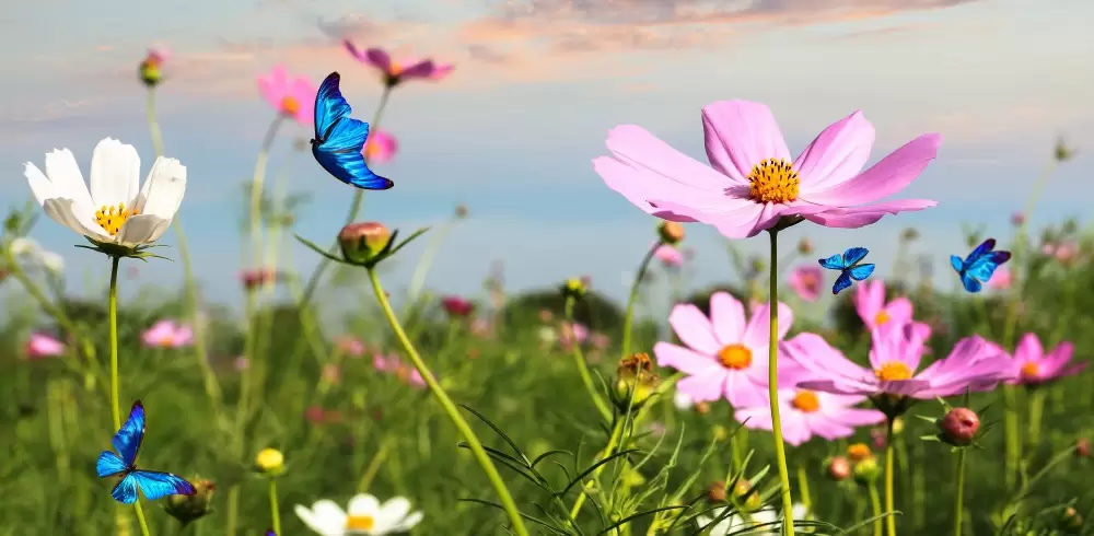 5 Reasons Why Spring Is Best for Selling Your Home