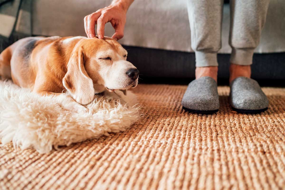 Pet Owners: How to Prepare Your Home for Sale