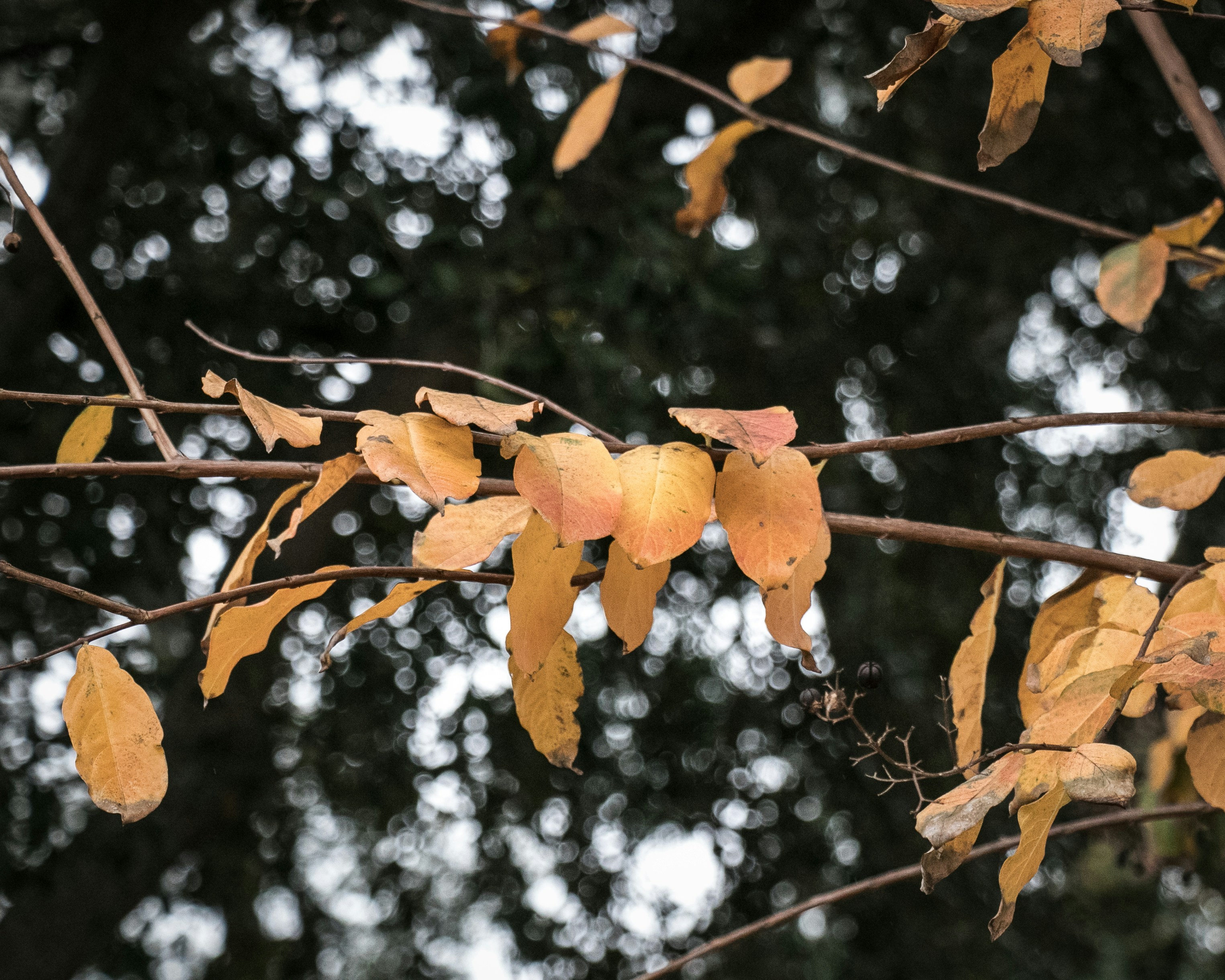 How to Time Your Rental Vacancies for Maximum Impact - Navigating the Seasonal Rental Cycle in Adelaide