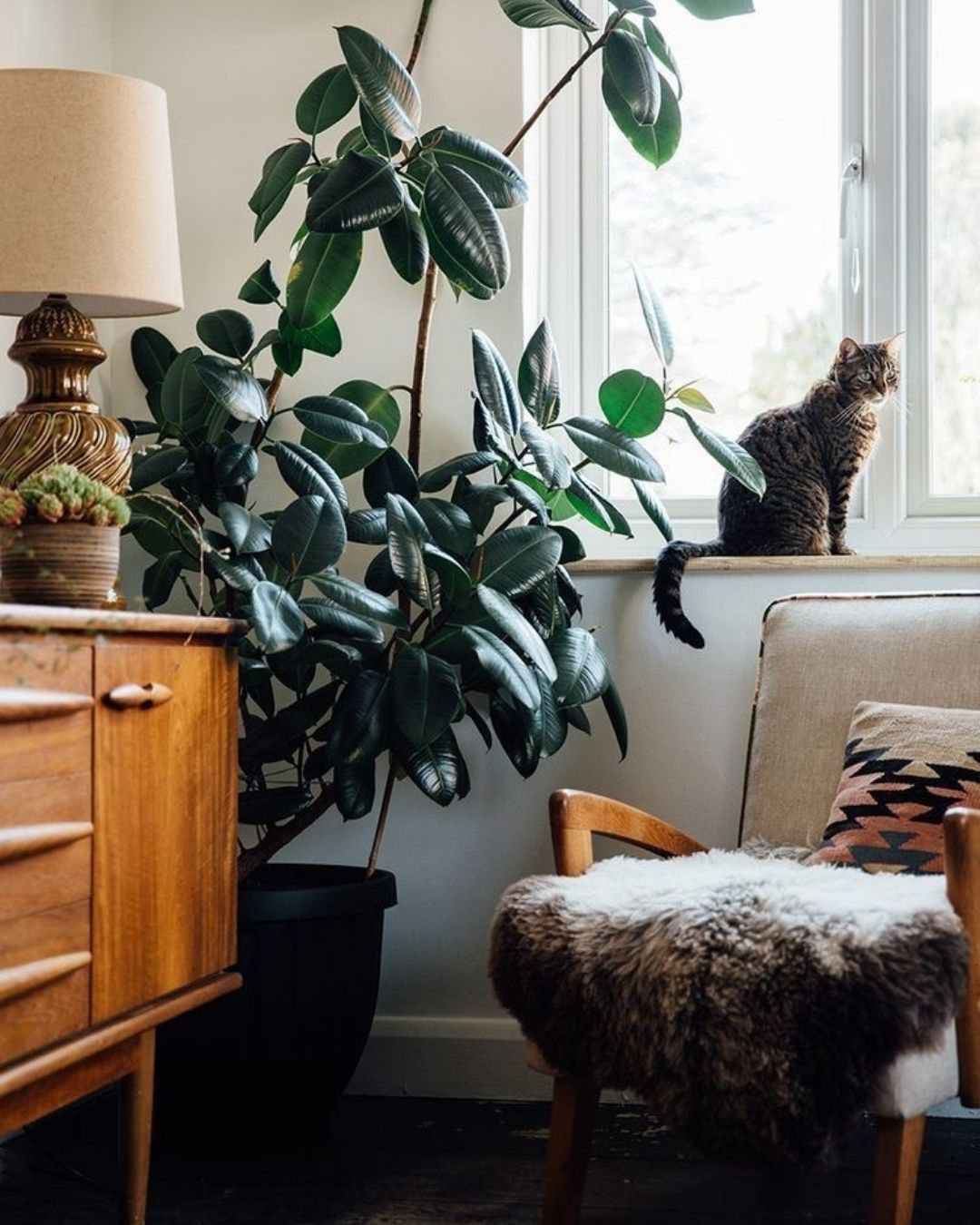 Indoor Plants that Thrive on Neglect!