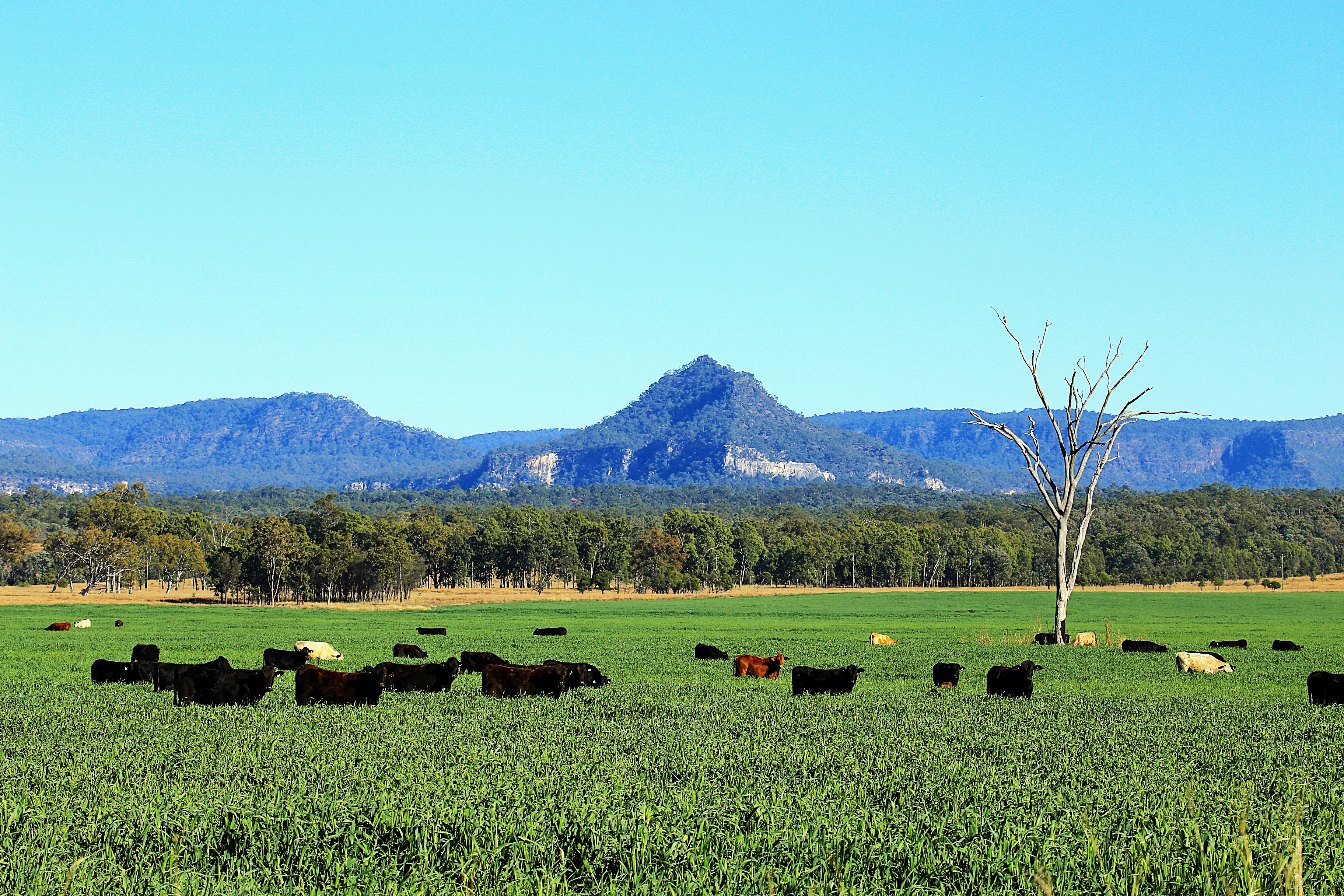 0 Carnarvon Highway, Rewan QLD 4702