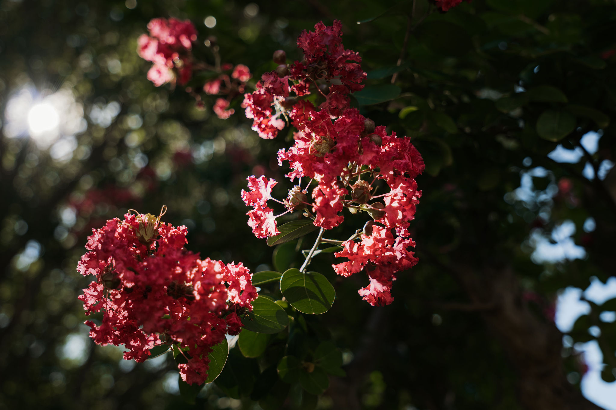 11 Frederick Street, Maylands