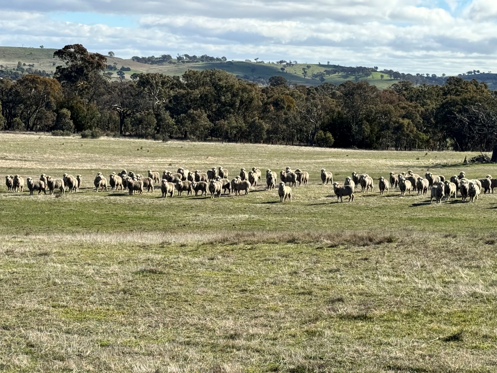 83 Yass Valley Way, Yass NSW 2582