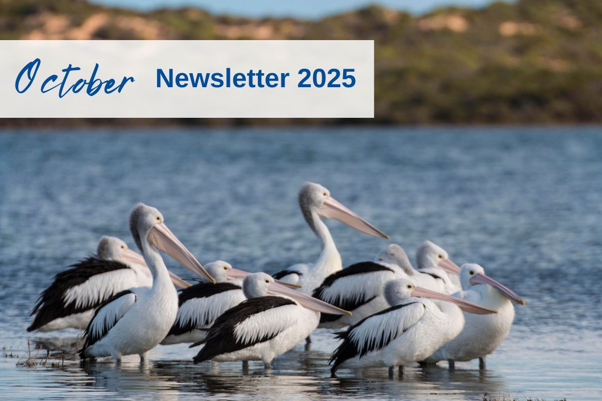 October 2025 Newsletter 