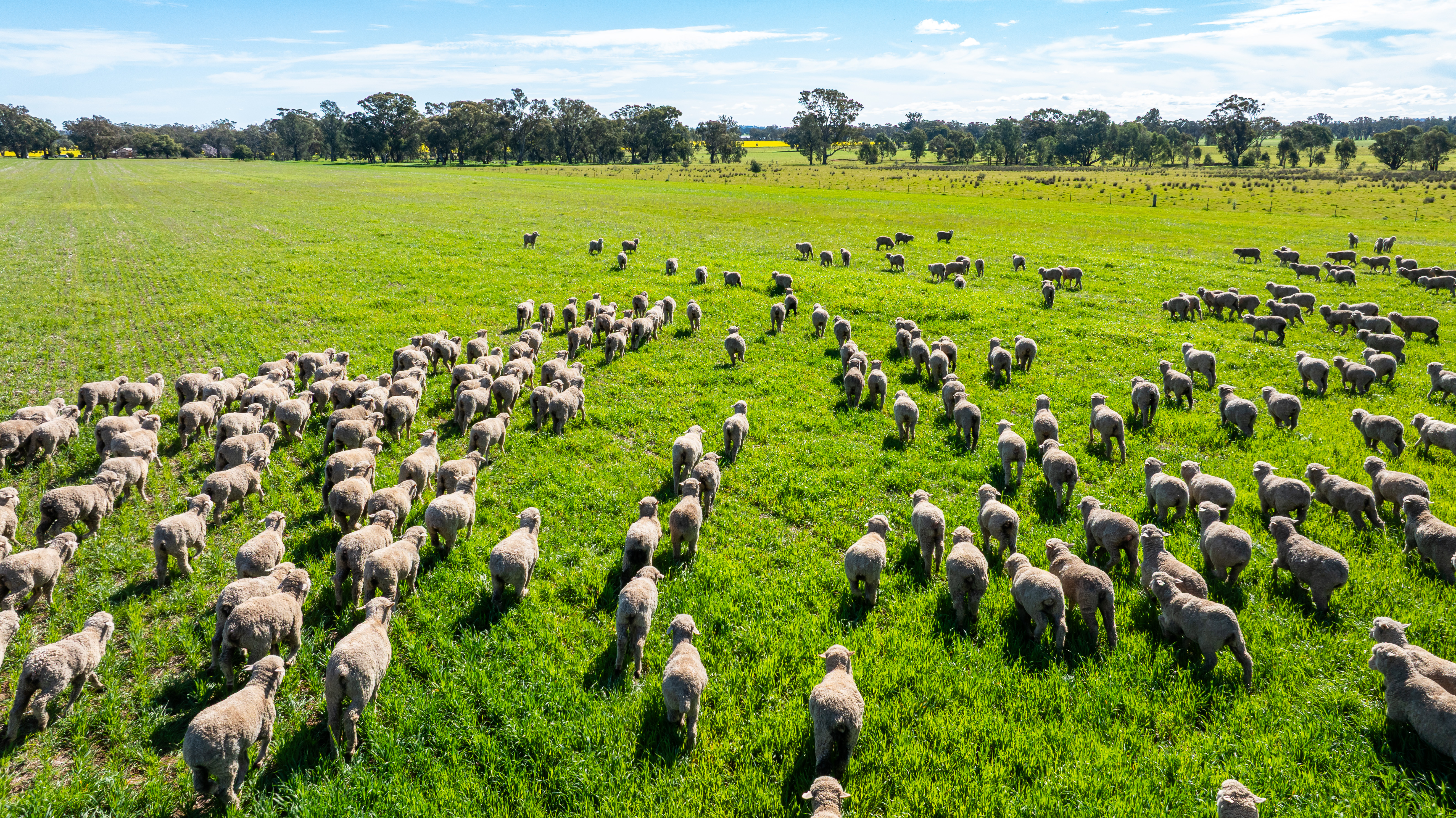 312 Merri Meric Road, Henty For Sale by Farmbuy.com - image 17