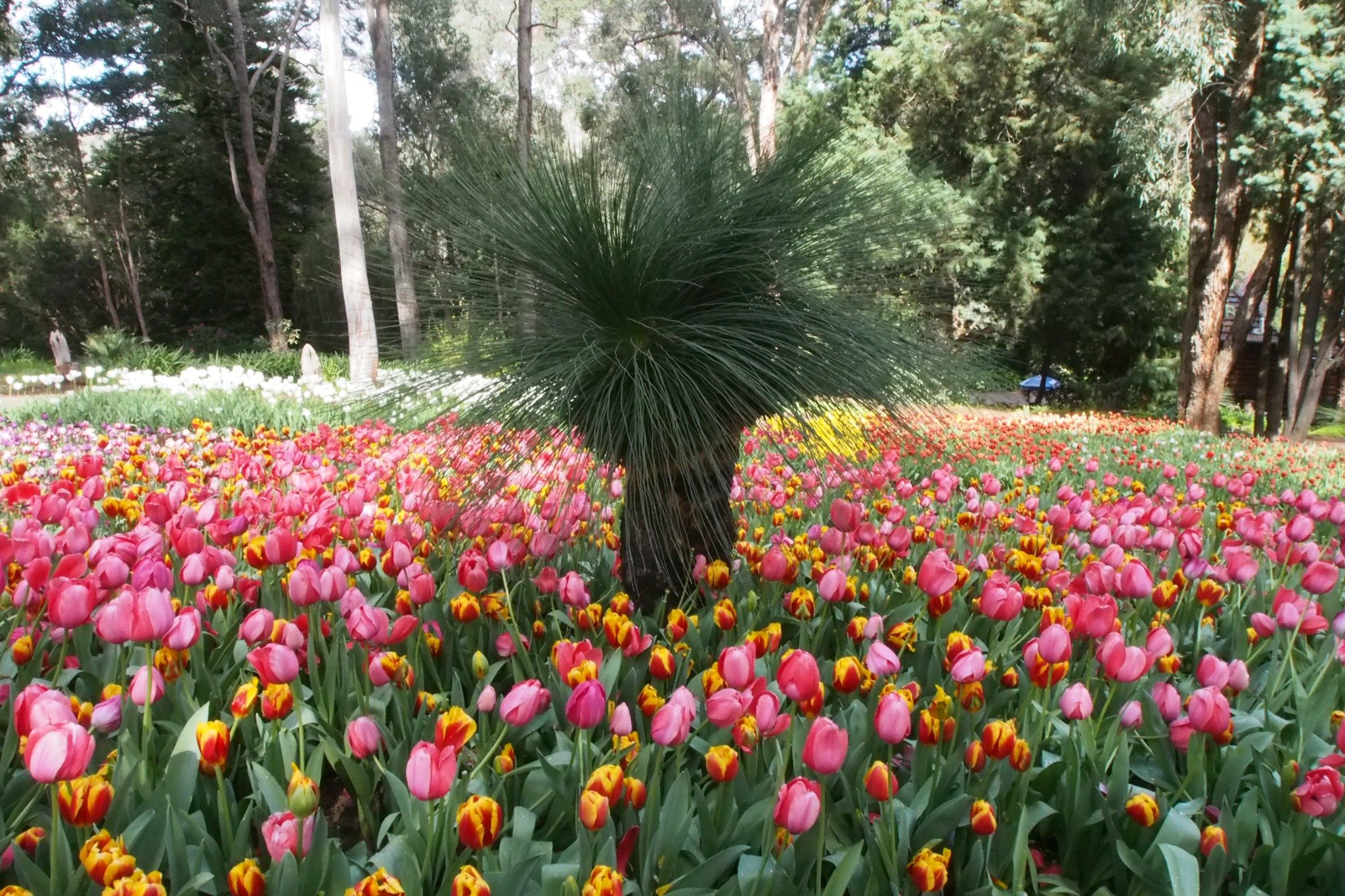Want to See Perth in Full Bloom? Here’s where to catch the wildflowers this spring.