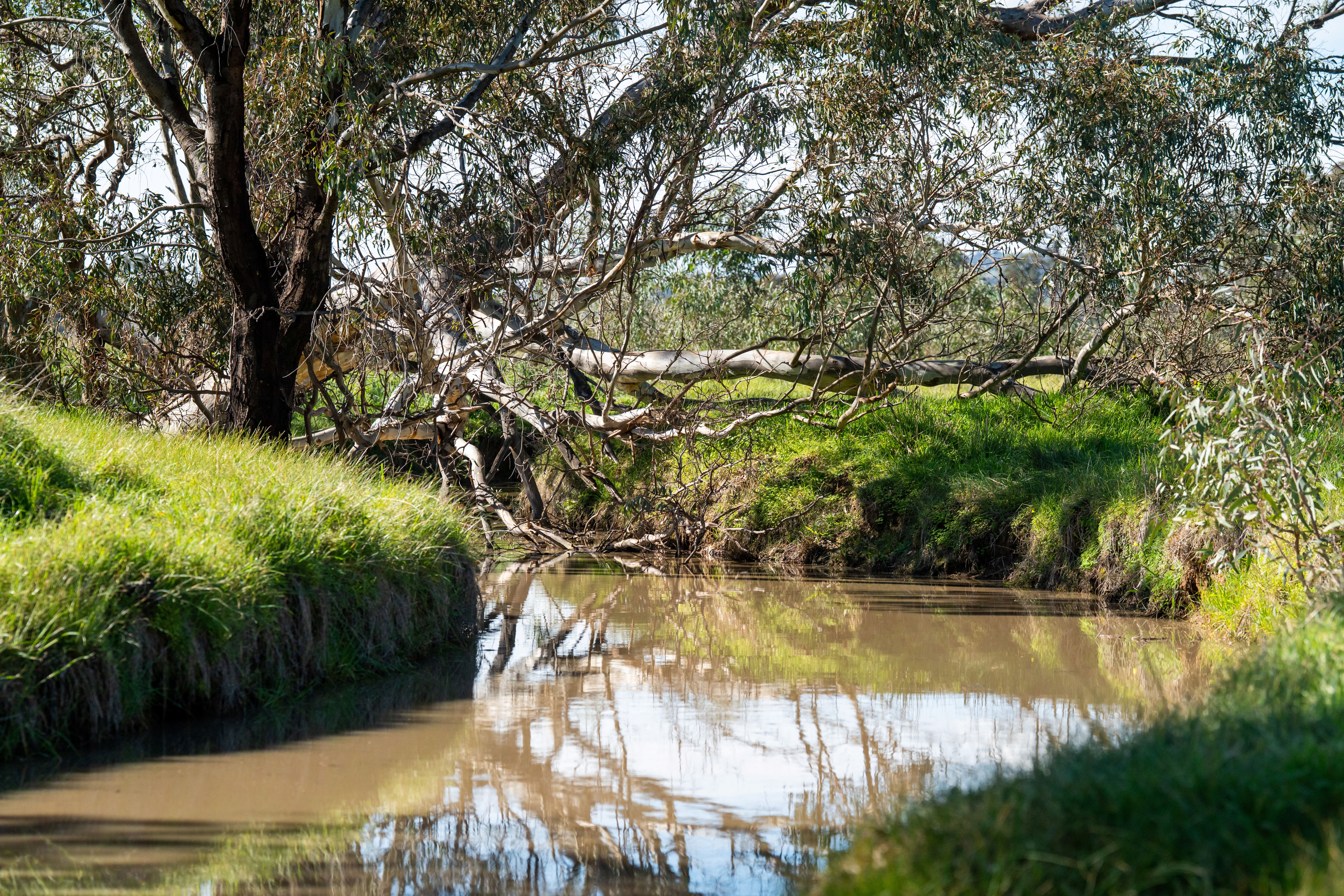 312 Merri Meric Road, Henty For Sale by Farmbuy.com - image 16