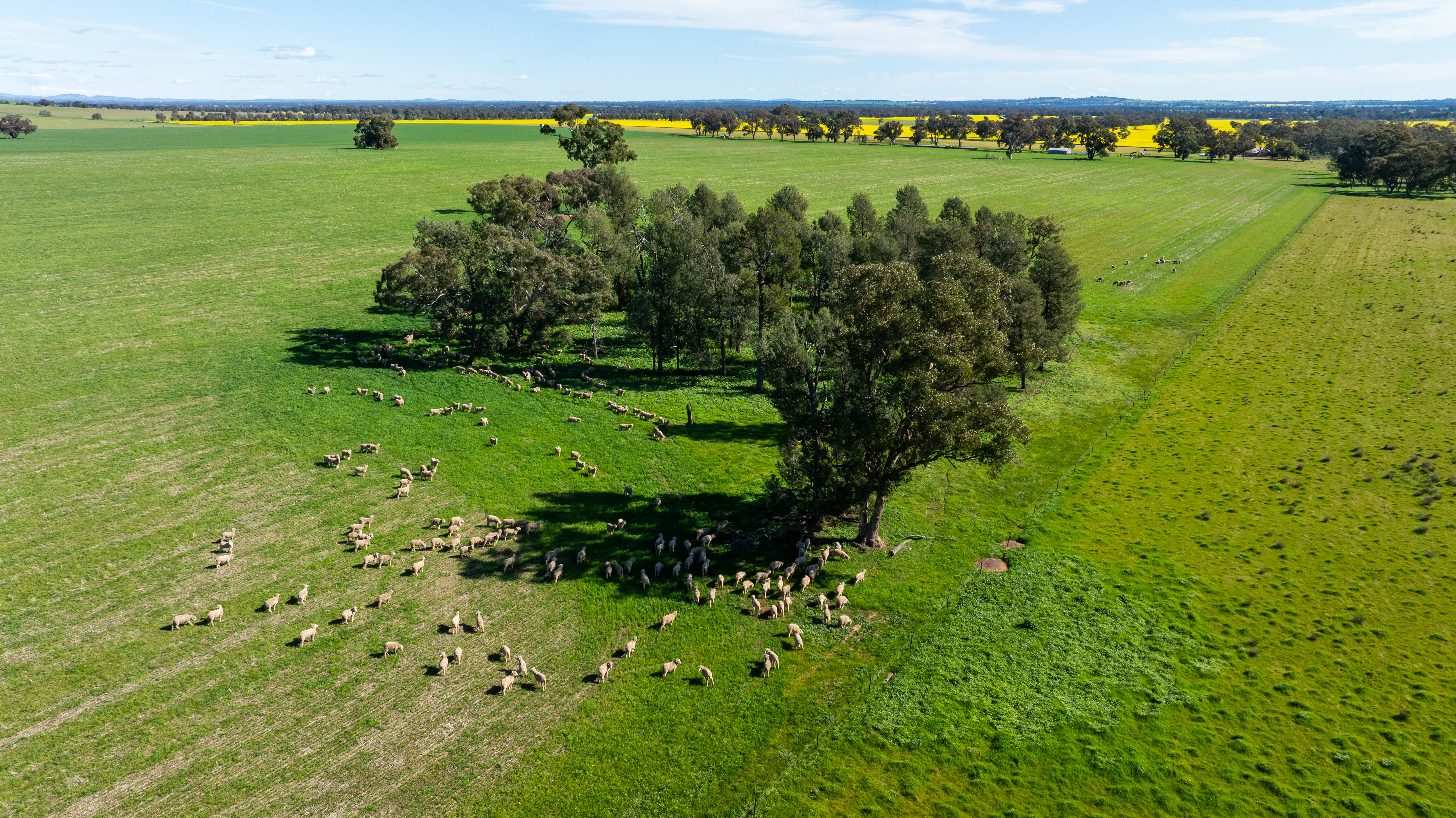 312 Merri Meric Road, Henty For Sale by Farmbuy.com - image 19
