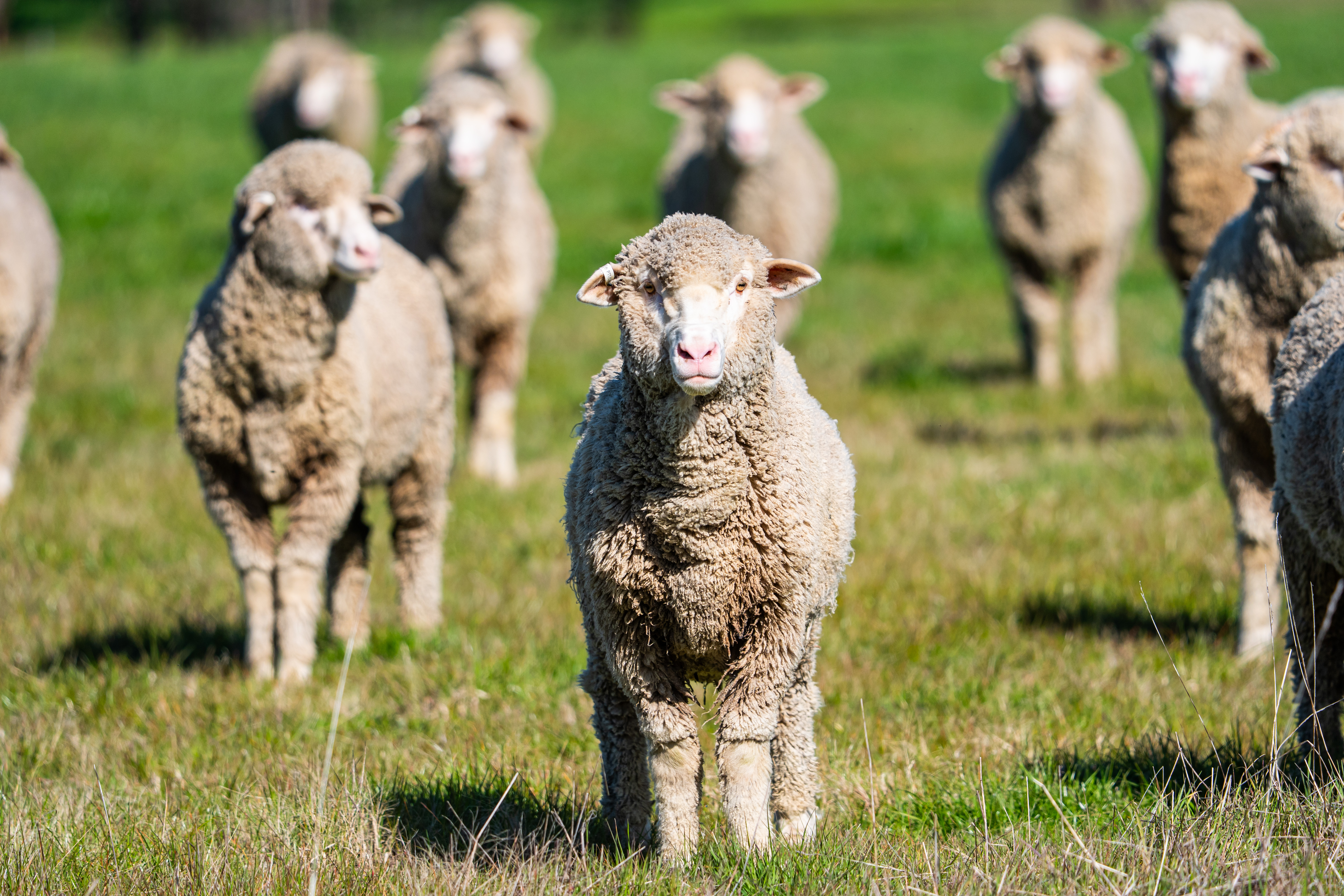 312 Merri Meric Road, Henty For Sale by Farmbuy.com - image 18