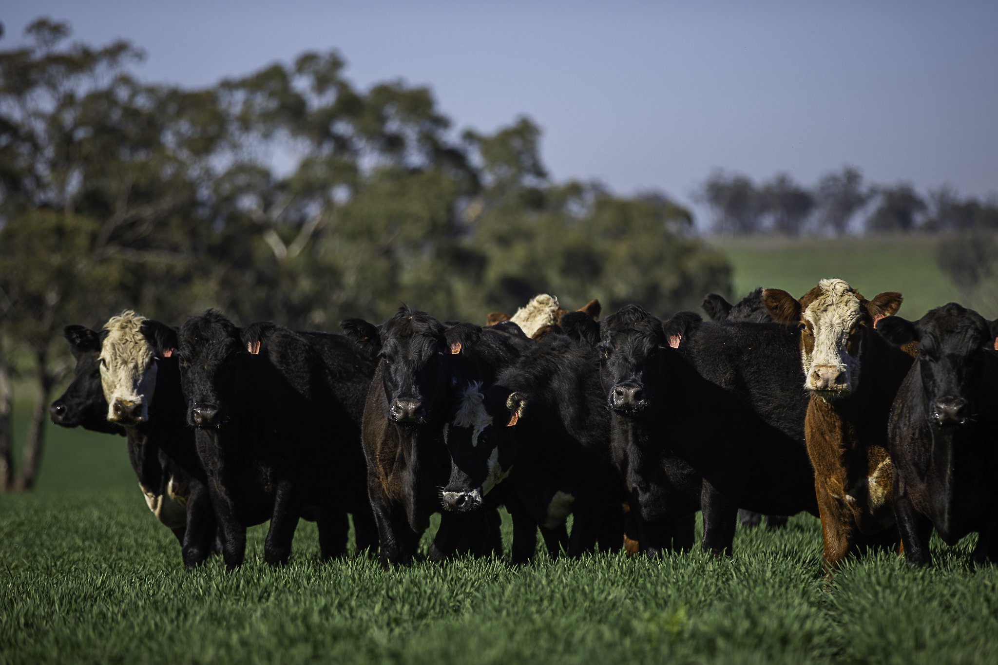 Farm For Sale - NSW - Merriwa - 2329 - MERRIWA'S PREMIER CATTLE & DRYLAND CROPPING ASSET 