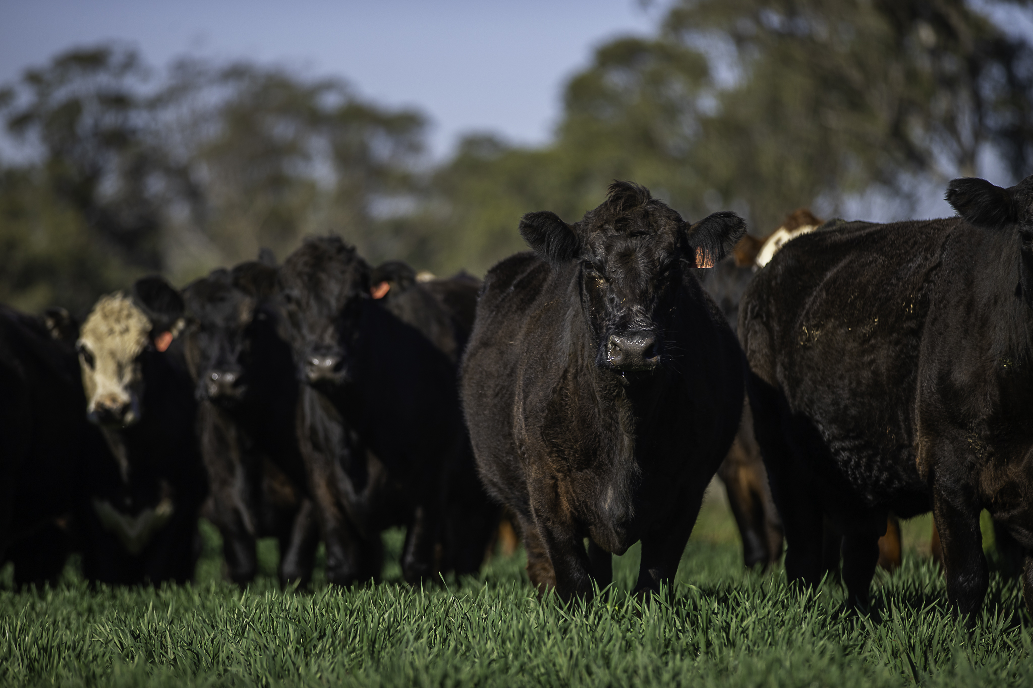 7128 Golden Highway, Merriwa For Sale by Farmbuy.com - image 35