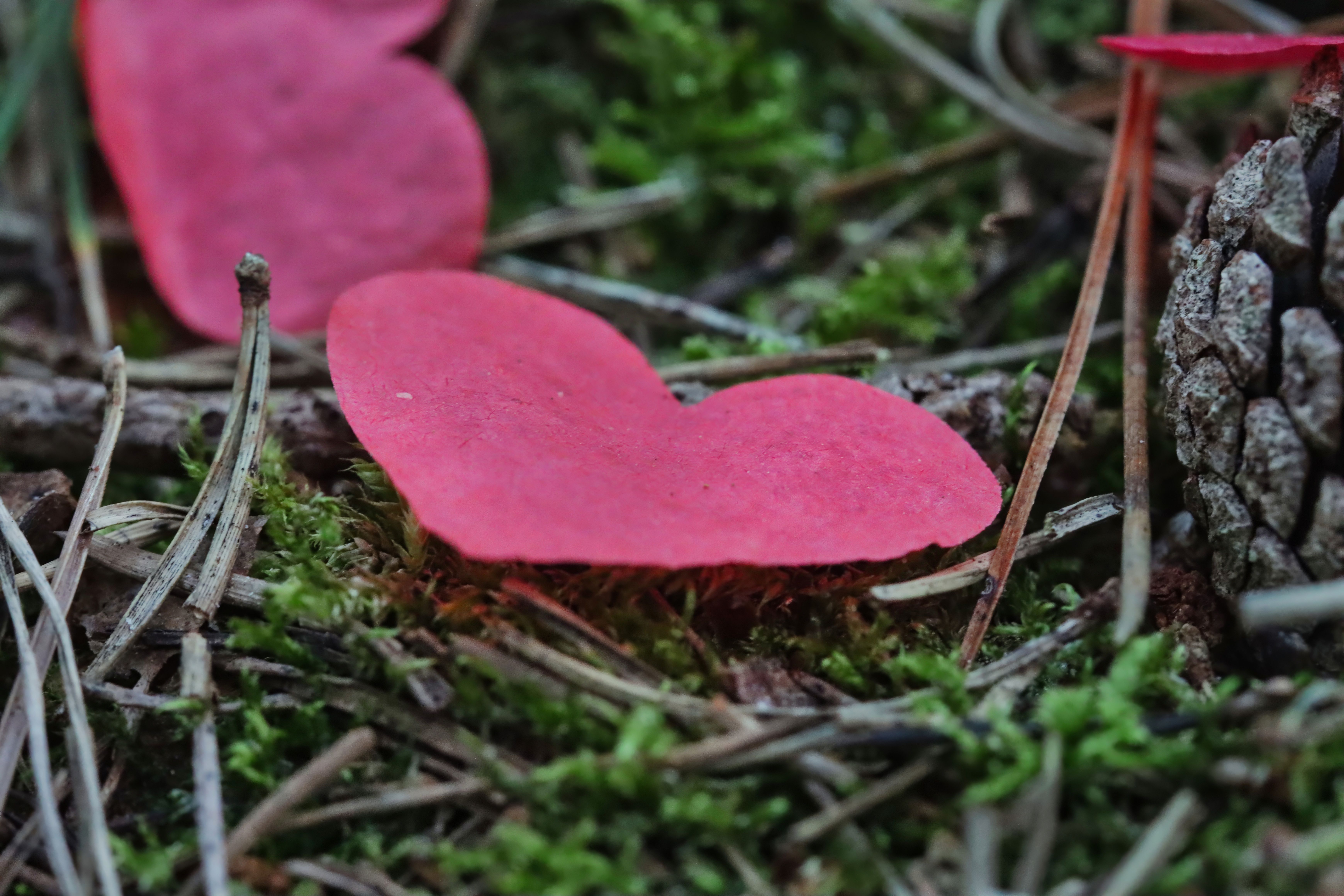 February 2026 Newsletter