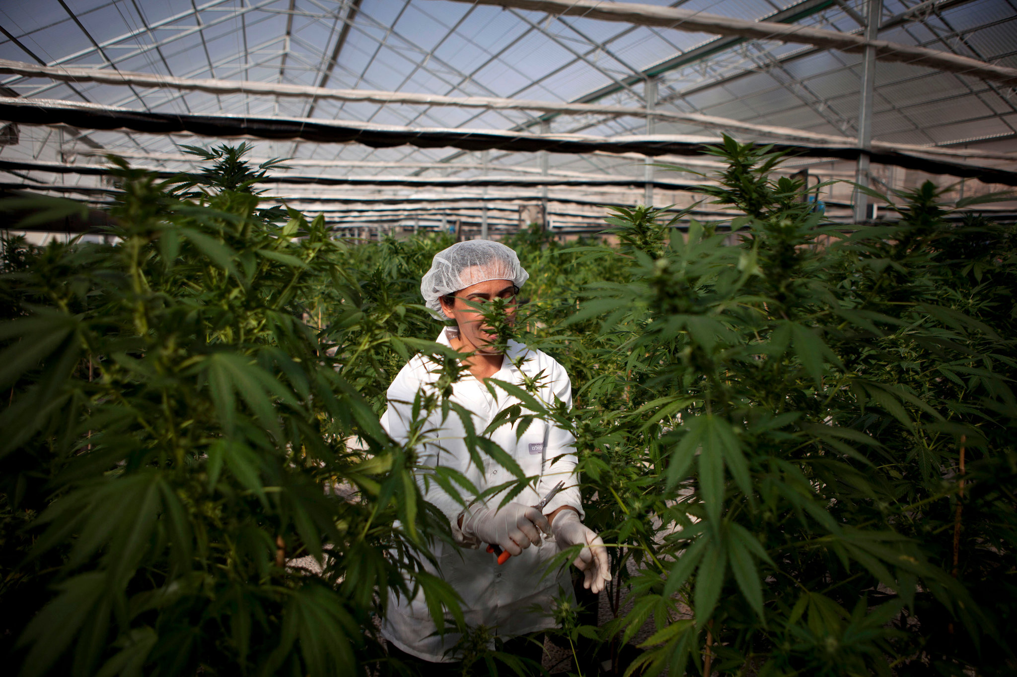 A worker in one of Israel's medical marijuana farms.