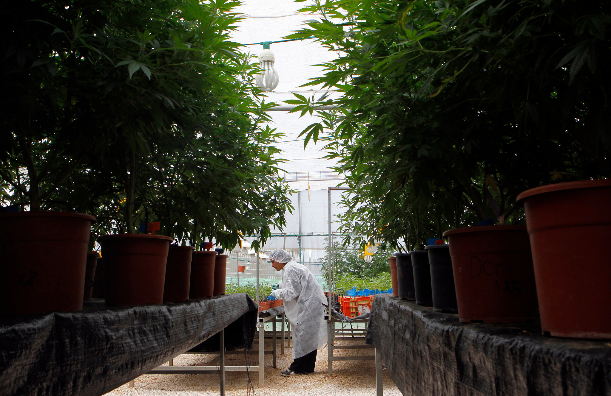 At a medical marijuana farm in Israel, a worker tends to the plants.
