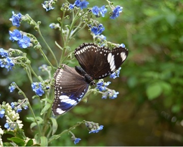 Butterflies for Africa Butterflies for Africa is a butterfly centre with a tropical enclosure, which offers visitors the opportunity to walk amongst butterflies from across the globe. There are also cotton top tamarin monkeys, which visitors can see on guided tours. The butterfly theme store has a great range of novel gift items. The Blue Caterpillar Art Gallery showcases the works of top artists with new exhibitions every month. The coffee shop offers a scrumptious range of cakes and lunches.