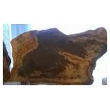 Petrified Palm 