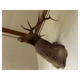 Elk