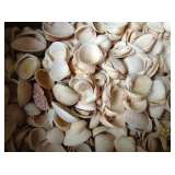 Sea shells
