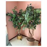 artificial ficus trees - approx 4-6 feet