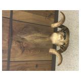 Big horn sheep