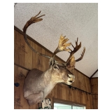 Caribou