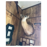 White tail deer
