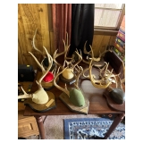 European mounts