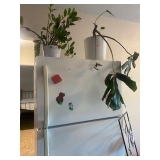 Plants (fridge NFS)