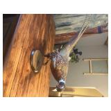 Ringneck Pheasant 1