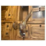 Ringneck Pheasant 3