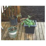 Back Deck: Plants