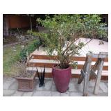 Back Yard:  Small Chinese Clay Pot w/Bush, Large Ceramic Pot w/ Tree