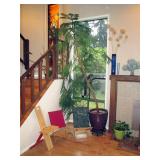 Living Room:  Large Norfolk Pine  (Approx  10 feet tall)