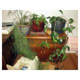 Kitchen Area: Plants, Vintage Side Table