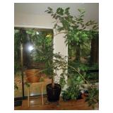 Kitchen Area:  Tree, Plants