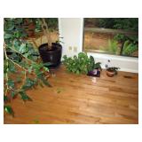 Kitchen Area:  Plants