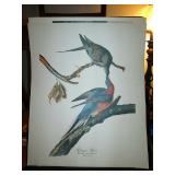 Audubon Picture from "The Audubon Folio"