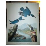 Audubon Picture from "The Audubon Folio"