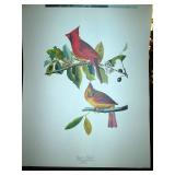 Audubon Picture from "The Audubon Folio"