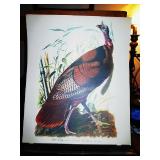 Audubon Picture from "The Audubon Folio"