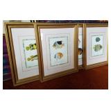 Framed Fish Prints 4 Framed Fish Prints 4