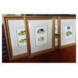 Framed Fish Prints 4