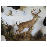 Exotic Taxidermy, Tractors, Vehicles, and Sporting Goods Live Estate Auction! (Oct 25)