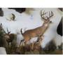 Exotic Taxidermy, Tractors, Vehicles, and Sporting Goods Live Estate Auction! (Oct 25)
