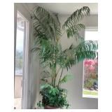 Plants
