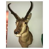 Mounted American Pronghorn Antelope